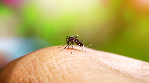 Profissionais das Secretarias de Estado da Saúde (SES) e Educação (Seduc) conduzirão as ações para ressaltar a importância da eliminação de criadouros do mosquito Aedes aegypti. Foto: Governo de SP