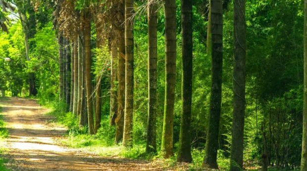 Essa iniciativa busca mitigar os efeitos das mudanças climáticas e promover a biodiversidade. Foto: Semil/Governo de SP