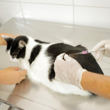 Cuidar do seu pet é um ato de amor! Vacine seu cão ou gato contra a raiva no posto de vacinação de Barueri. Atendimento disponível até o fim das doses disponíveis. Foto: Prefeitura de Barueri