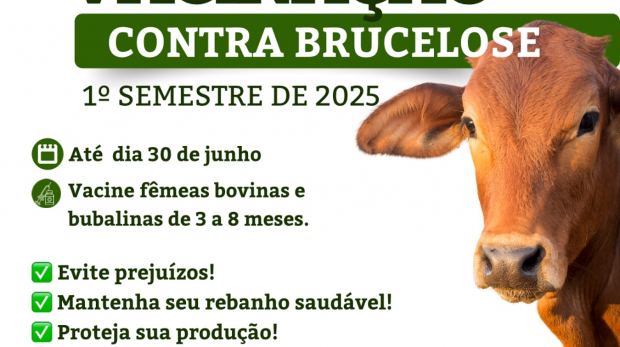 Começou a Campanha de Vacinação contra a Brucelose em Ibiúna! Produtores rurais têm até o dia 30 de junho para vacinar fêmeas bovinas e bubalinas de 3 a 8 meses e proteger seu rebanho. Prefeitura de Ibiúna (Redes Sociais/Reprodução)