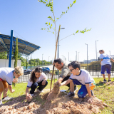 Plantio das cerejeiras no Memorial Parque, com foco na simbologia da renovação, esperança e delicadeza feminina representada pela flor Sakura. - Foto: Helder Lins - PMI