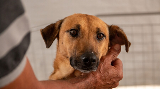 Neste sábado (08), a Prefeitura de Carapicuíba promove mais uma edição do Programa Meu Pet Legal, com a realização de uma Feira de Adoção de Cães e Gatos. Prefeitura de Carapicuíba