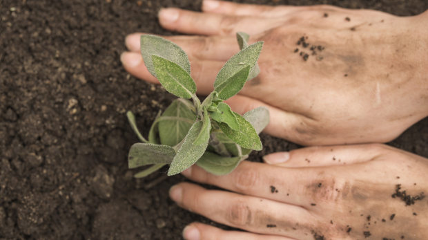 Comemoração de aniversário com a natureza: o Largo do Quartel recebe o plantio de mudas em um gesto de preservação ambiental. Foto: Divulgação