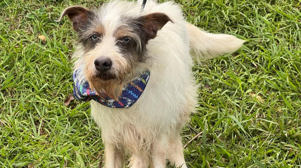 Um novo amigo está esperando por você!
Na Feira de Adoção de Pets, cães e gatos vacinados, dóceis e cheios de amor aguardam um lar responsável. Venha conhecer o seu novo companheiro! Foto: Prefeitura de Barueri