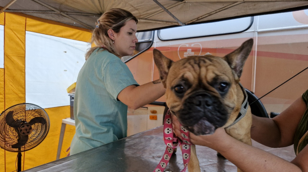 Mais de 2 mil castrações gratuitas realizadas! Prefeitura de São Roque e Zoonoses seguem promovendo cuidado e responsabilidade com os animais. Foto: Prefeitura de São Roque