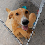 Julho chegou com oportunidades de amor! Participe das feiras de adoção e transforme vidas — inclusive a sua.
Cães e gatos em busca de um lar acolhedor. Adote com responsabilidade e ganhe um amigo para a vida toda. Foto: Prefeitura de Barueri