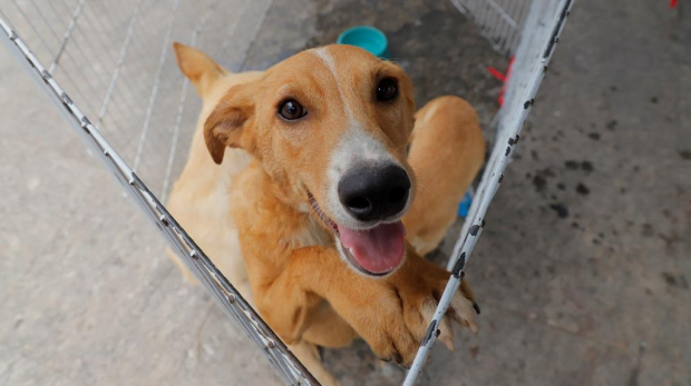 Julho chegou com oportunidades de amor! Participe das feiras de adoção e transforme vidas — inclusive a sua.
Cães e gatos em busca de um lar acolhedor. Adote com responsabilidade e ganhe um amigo para a vida toda. Foto: Prefeitura de Barueri