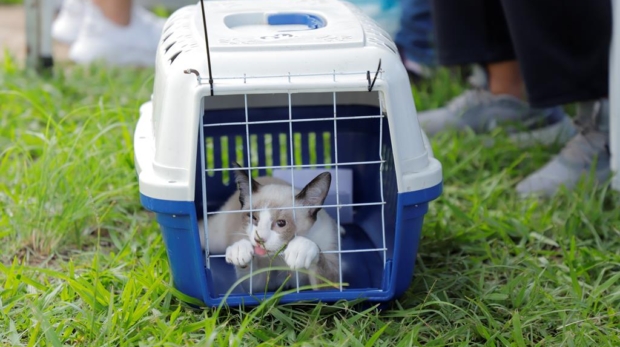 Castração gratuita em Barueri: oportunidade de cuidado e responsabilidade com seu pet. Foto: Prefeitura de Barueri