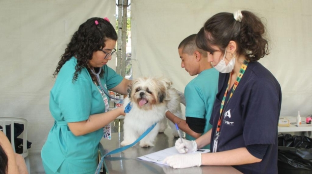 Saúde e cuidado: Evento promove atendimento veterinário e vacinação gratuita para cães e gatos.