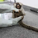 Corujas, tucanos, gambás e até macacos podem aparecer em áreas urbanas. O alerta é claro: não toque e chame os órgãos especializados. Foto: Prefeitura De Barueri