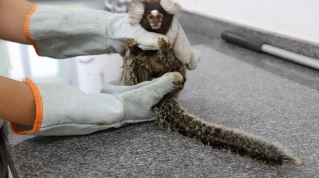 Corujas, tucanos, gambás e até macacos podem aparecer em áreas urbanas. O alerta é claro: não toque e chame os órgãos especializados. Foto: Prefeitura De Barueri