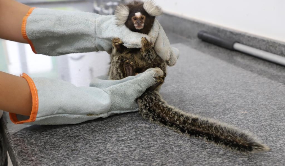 Corujas, tucanos, gambás e até macacos podem aparecer em áreas urbanas. O alerta é claro: não toque e chame os órgãos especializados. Foto: Prefeitura De Barueri