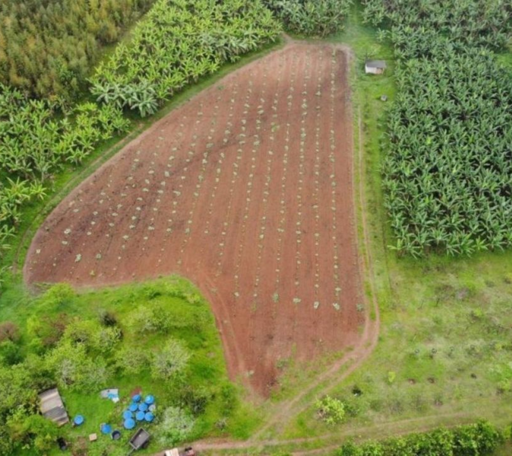 Produtores rurais de Parelheiros mantêm a agricultura orgânica ativa dentro da capital paulista, garantindo alimentos frescos, produção sustentável e abastecimento local a poucos quilômetros do centro da cidade. Foto: Divulgação SAA