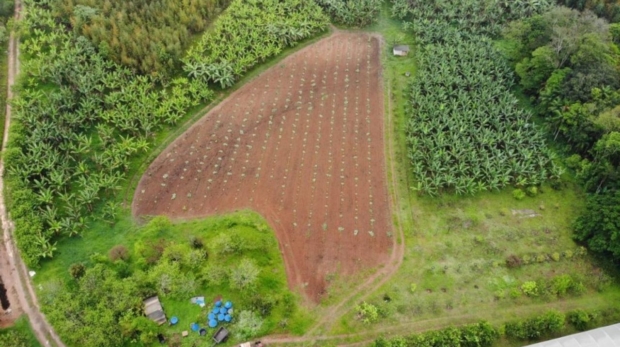 Produtores rurais de Parelheiros mantêm a agricultura orgânica ativa dentro da capital paulista, garantindo alimentos frescos, produção sustentável e abastecimento local a poucos quilômetros do centro da cidade. Foto: Divulgação SAA