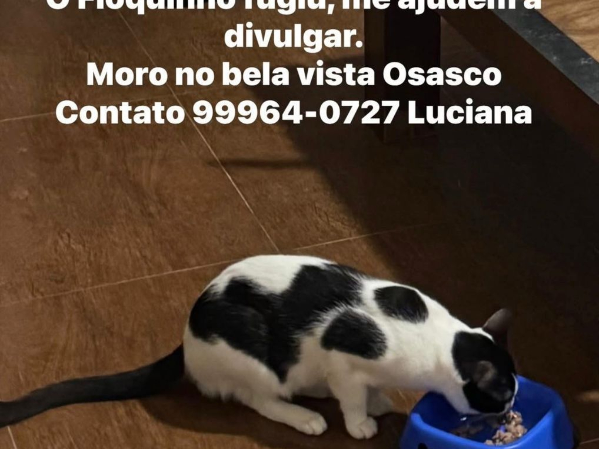 Floquinho, gato de pelagem branca e preta, desapareceu na região da Bela Vista, em Osasco, e família pede ajuda para localizá-lo. Foto: Divulgação