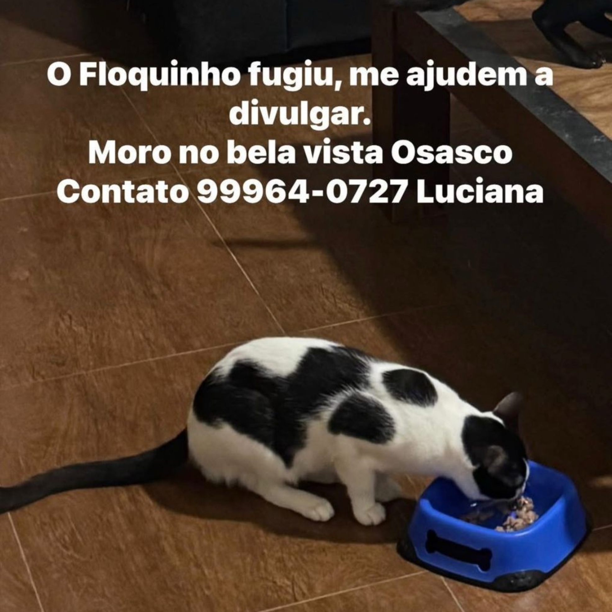 Floquinho, gato de pelagem branca e preta, desapareceu na região da Bela Vista, em Osasco, e família pede ajuda para localizá-lo. Foto: Divulgação