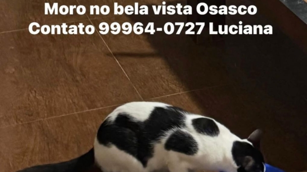 Floquinho, gato de pelagem branca e preta, desapareceu na região da Bela Vista, em Osasco, e família pede ajuda para localizá-lo. Foto: Divulgação