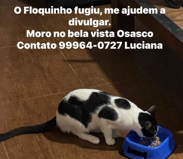 Floquinho, gato de pelagem branca e preta, desapareceu na região da Bela Vista, em Osasco, e família pede ajuda para localizá-lo. Foto: Divulgação