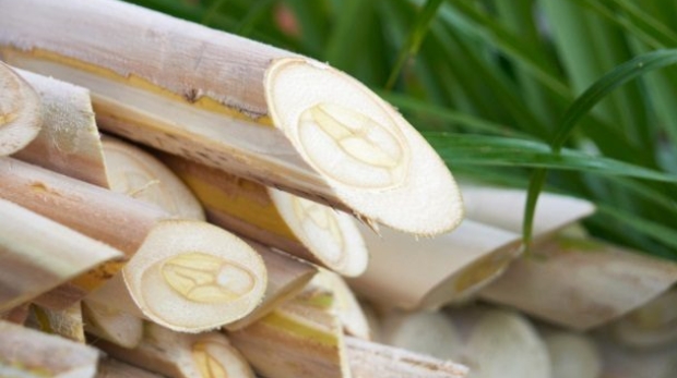 Produção de palmito pupunha no Vale do Ribeira, região responsável por cerca de 80% da produção paulista e que acaba de conquistar o reconhecimento de Indicação Geográfica pelo Inpi, valorizando mais de 1.800 produtores familiares. Foto: CATI