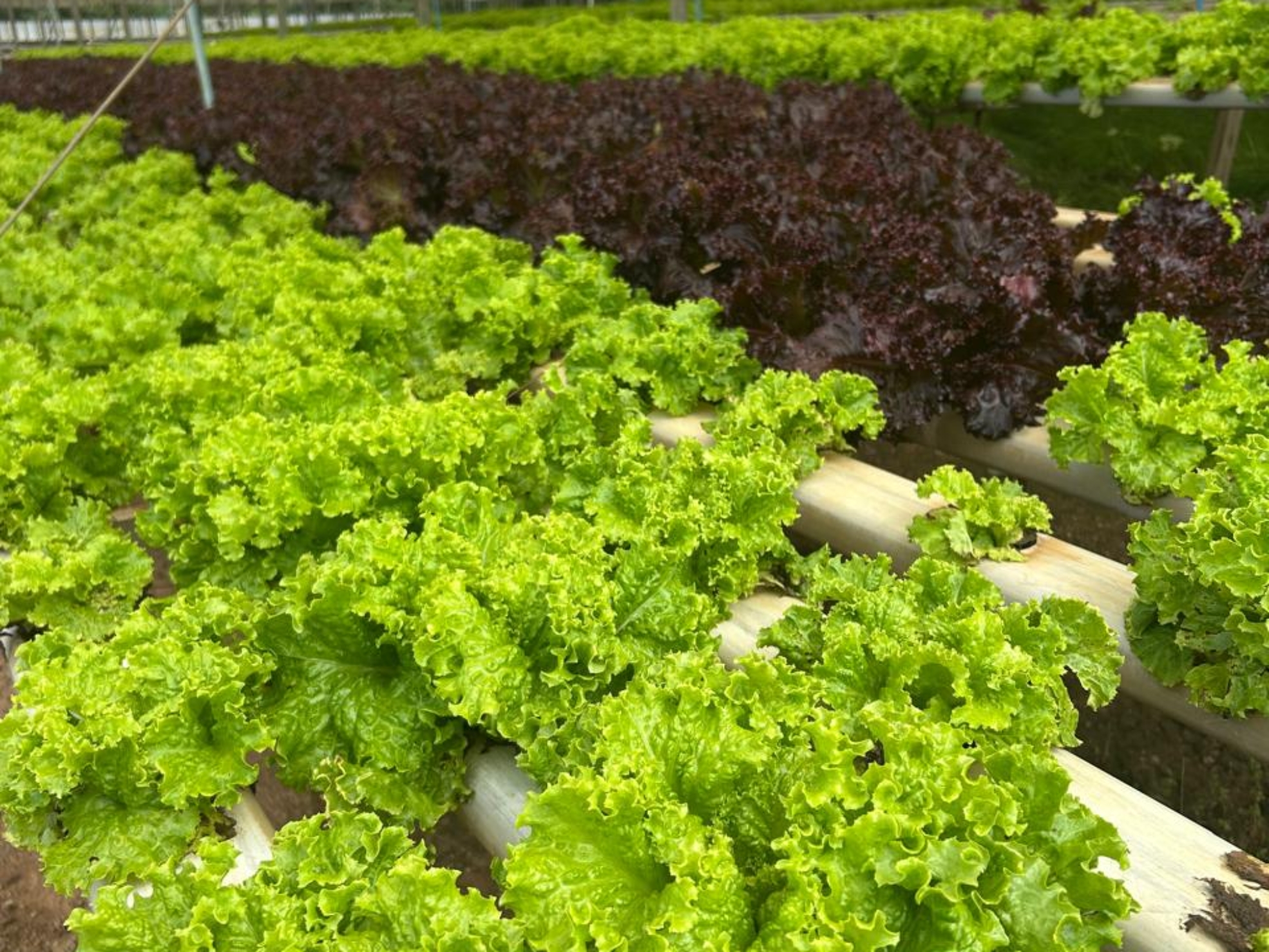 Com forte atuação da CATI, região abastece a Grande São Paulo e o litoral e movimenta R$ 1,6 bilhão no PIB Agropecuário. Foto: Divulgação (CATI)