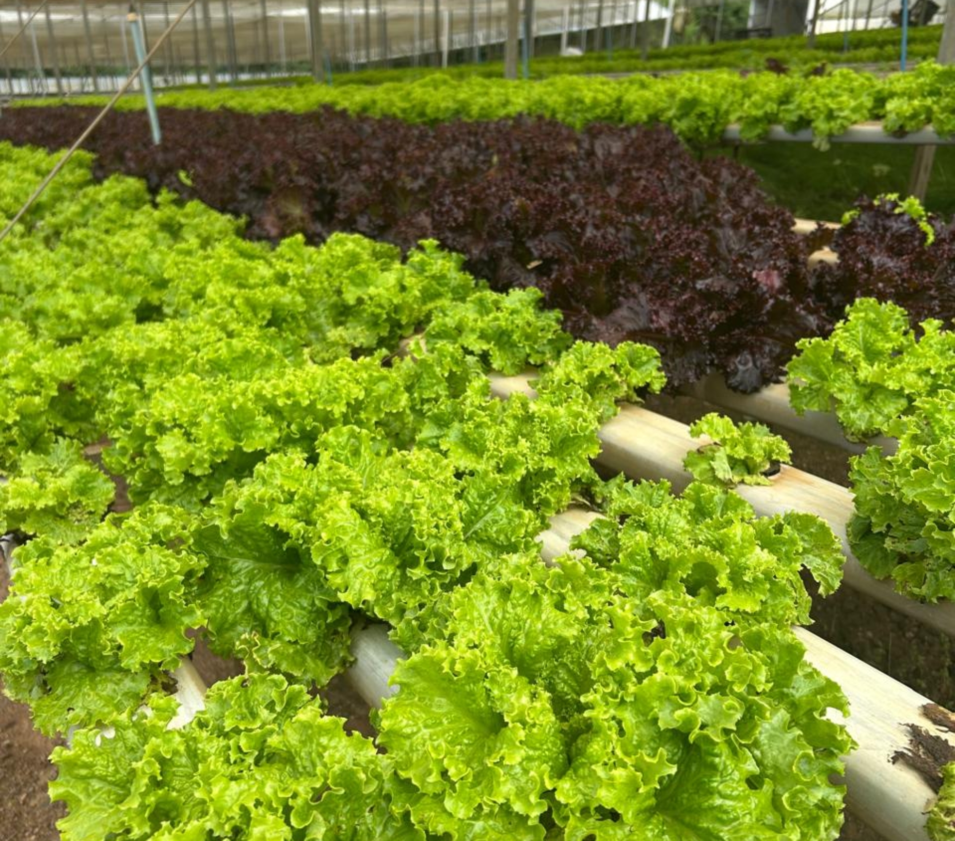 Com forte atuação da CATI, região abastece a Grande São Paulo e o litoral e movimenta R$ 1,6 bilhão no PIB Agropecuário. Foto: Divulgação (CATI)