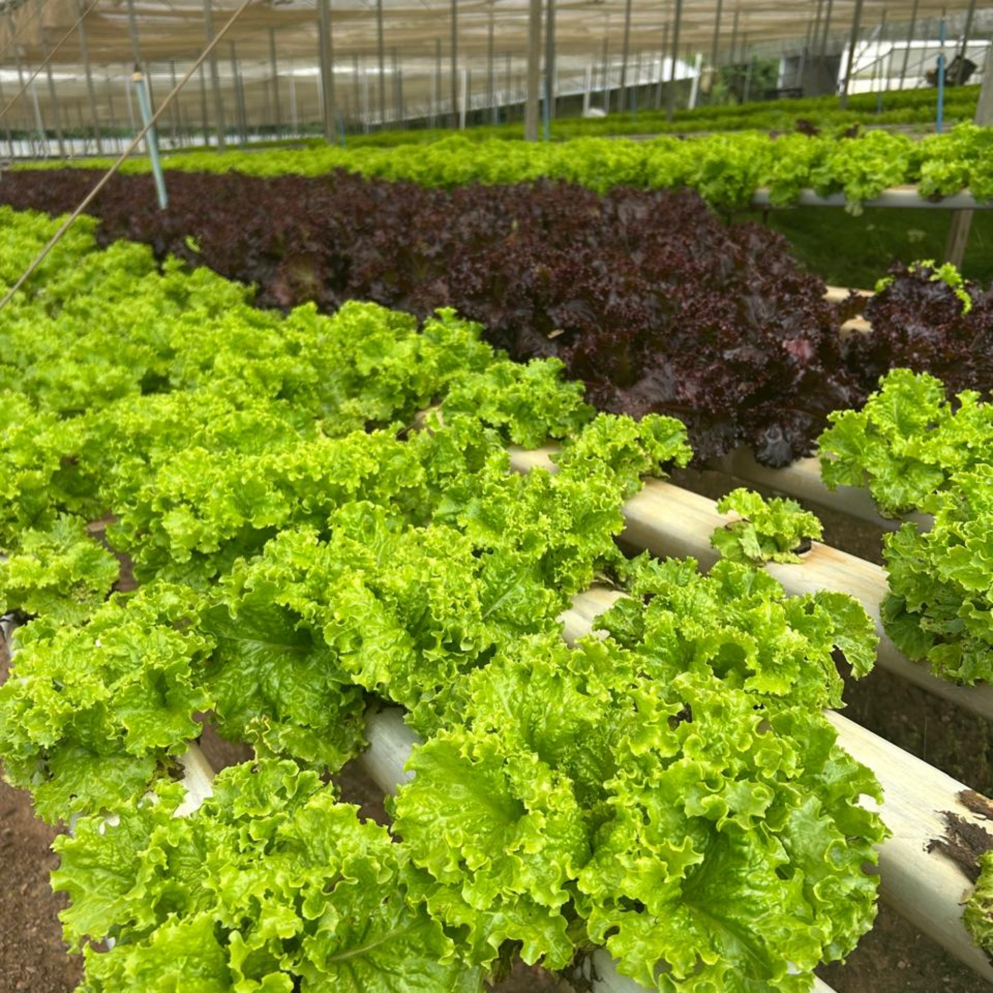 Com forte atuação da CATI, região abastece a Grande São Paulo e o litoral e movimenta R$ 1,6 bilhão no PIB Agropecuário. Foto: Divulgação (CATI)