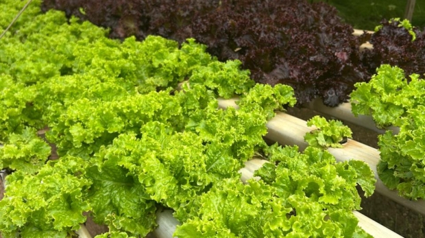 Com forte atuação da CATI, região abastece a Grande São Paulo e o litoral e movimenta R$ 1,6 bilhão no PIB Agropecuário. Foto: Divulgação (CATI)