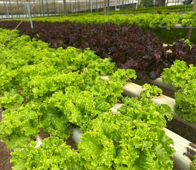 Com forte atuação da CATI, região abastece a Grande São Paulo e o litoral e movimenta R$ 1,6 bilhão no PIB Agropecuário. Foto: Divulgação (CATI)