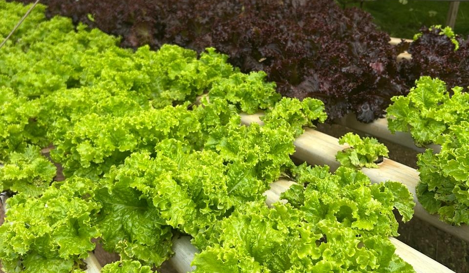 Com forte atuação da CATI, região abastece a Grande São Paulo e o litoral e movimenta R$ 1,6 bilhão no PIB Agropecuário. Foto: Divulgação (CATI)