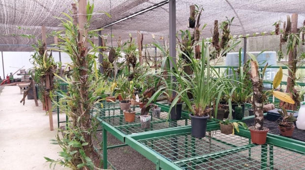 Curso gratuito de cultivo de orquídeas abre inscrições e incentiva aprendizado ambiental em Barueri. Crédito da foto: Arquivo/Secom Barueri