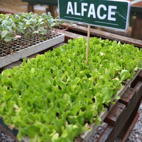 Osasco inaugura núcleo de compostagem que transforma resíduos em adubo e fortalece a agricultura urbana.

Crédito: Foto: Jonathan Augusto