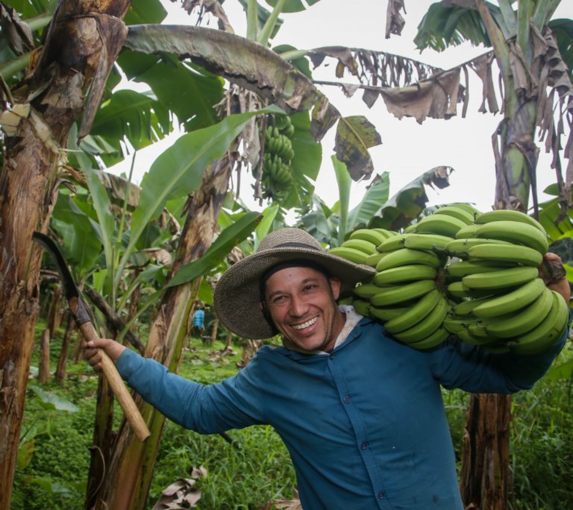 Em São Paulo, o cultivo começou no litoral e, a partir da década de 1930, avançou para o Vale do Ribeira. Fotos de Divulgação