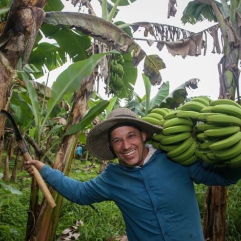 Em São Paulo, o cultivo começou no litoral e, a partir da década de 1930, avançou para o Vale do Ribeira. Fotos de Divulgação