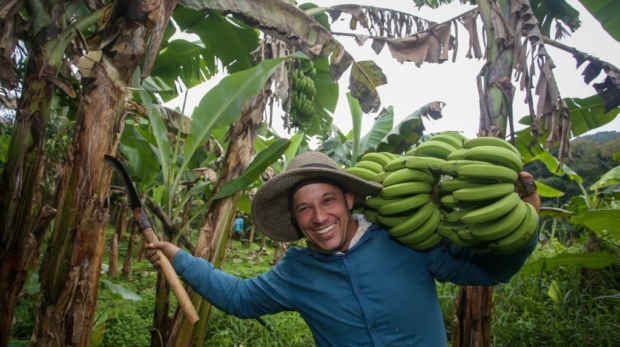 Em São Paulo, o cultivo começou no litoral e, a partir da década de 1930, avançou para o Vale do Ribeira. Fotos de Divulgação