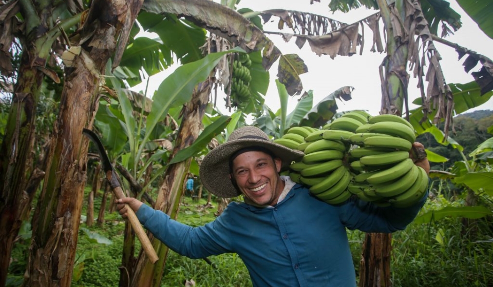 Em São Paulo, o cultivo começou no litoral e, a partir da década de 1930, avançou para o Vale do Ribeira. Fotos de Divulgação
