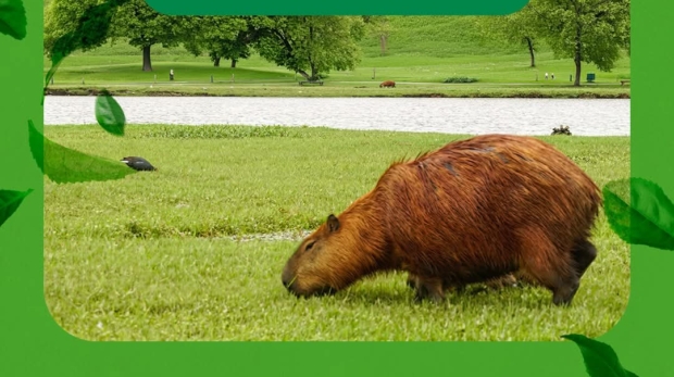 Itapevi promove atividades e incentiva população a registrar espécies da fauna e flora durante o Desafio Mundial da Natureza Urbana. Foto: Prefeitura De Itapevi (Redes Sociais/ Reprodução)