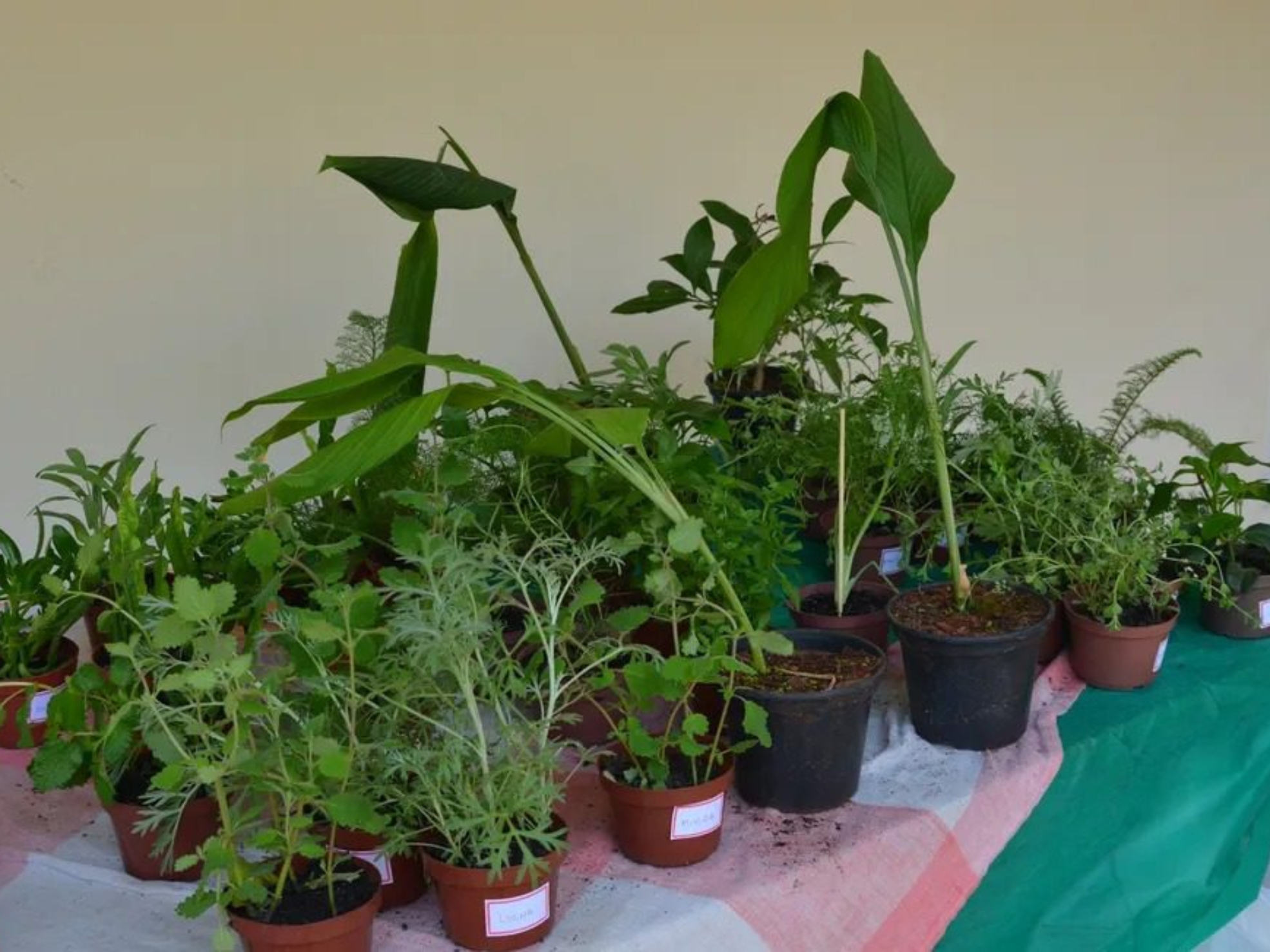Plantas medicinais cultivadas no Horto Didático da CATI destacam a importância da fitoterapia como prática tradicional aliada à ciência e à promoção da saúde. Foto: CATI