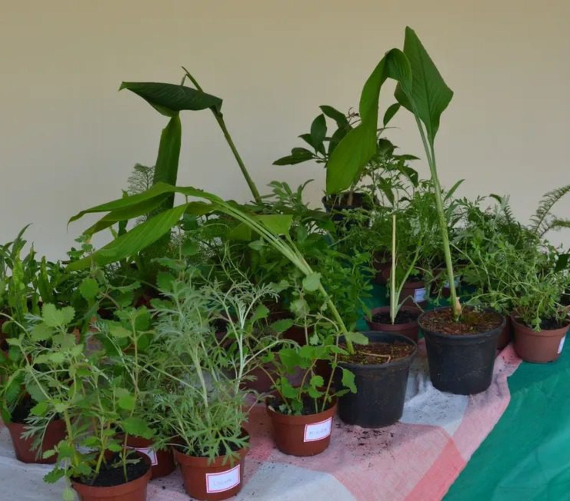 Plantas medicinais cultivadas no Horto Didático da CATI destacam a importância da fitoterapia como prática tradicional aliada à ciência e à promoção da saúde. Foto: CATI