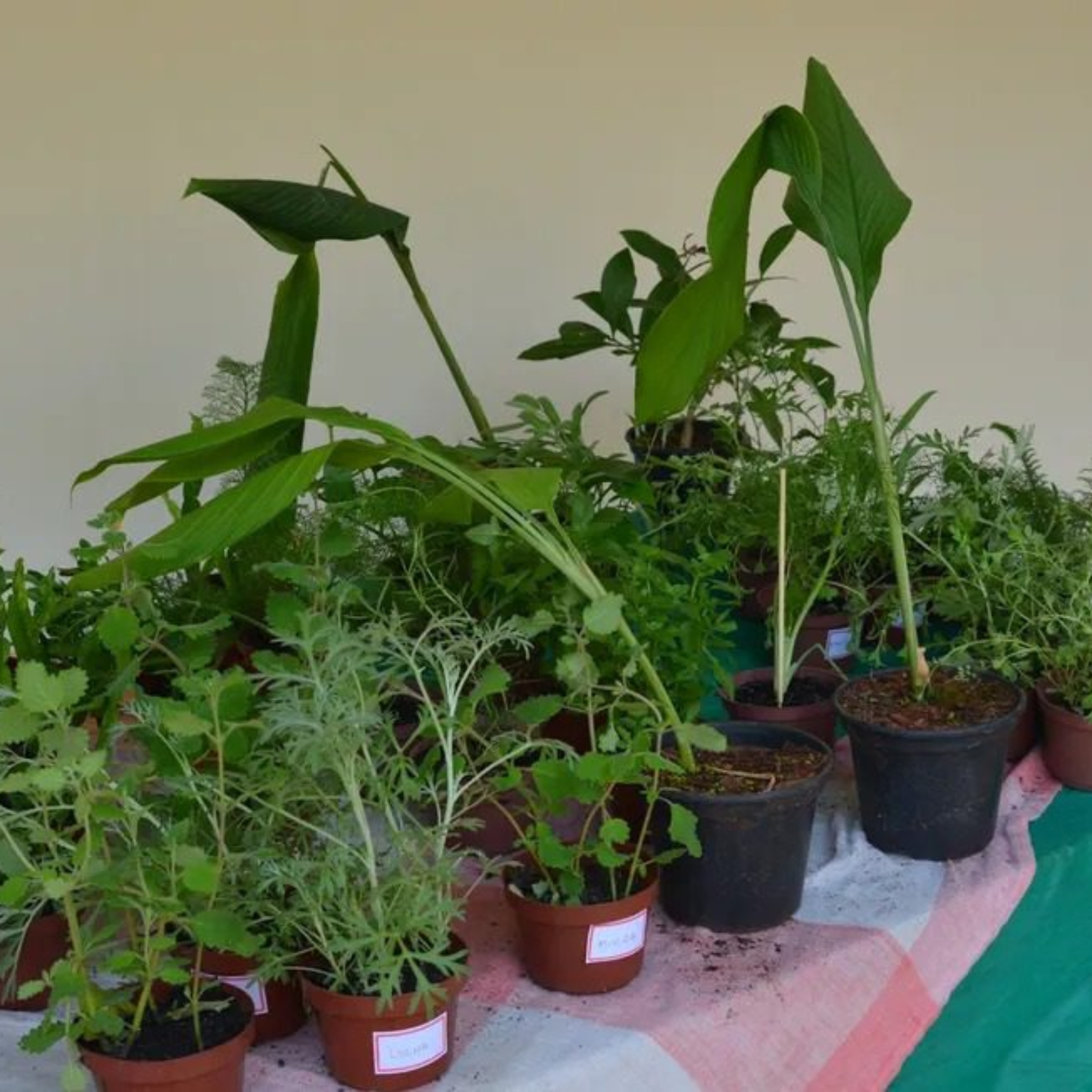 Plantas medicinais cultivadas no Horto Didático da CATI destacam a importância da fitoterapia como prática tradicional aliada à ciência e à promoção da saúde. Foto: CATI