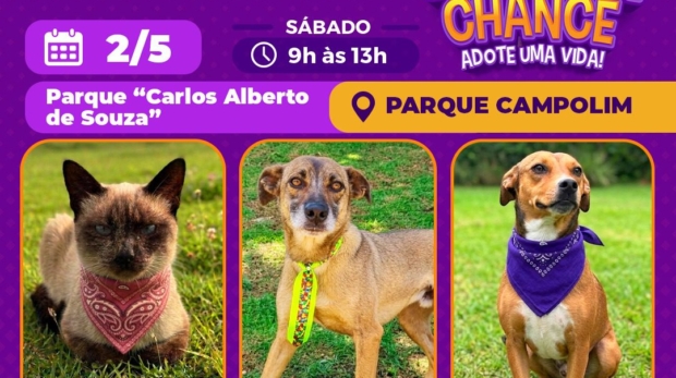 Cães e gatos disponíveis para adoção durante feira no Parque Campolim, em ação que incentiva a guarda responsável e o bem-estar animal em Sorocaba.
Crédito: Prefeitura De Sorocaba