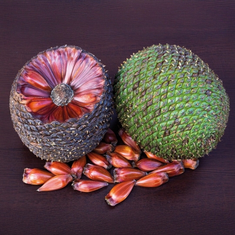 Símbolo da Mata Atlântica e da cultura tradicional de Cunha, o pinhão representa muito mais do que um alimento: é fonte de renda para famílias rurais, patrimônio da sociobiodiversidade e elemento fundamental para a conservação da araucária, espécie ameaçada de extinção.

Crédito: Foto do Adobe Stock