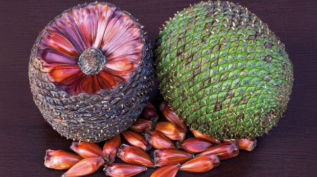 Símbolo da Mata Atlântica e da cultura tradicional de Cunha, o pinhão representa muito mais do que um alimento: é fonte de renda para famílias rurais, patrimônio da sociobiodiversidade e elemento fundamental para a conservação da araucária, espécie ameaçada de extinção.

Crédito: Foto do Adobe Stock