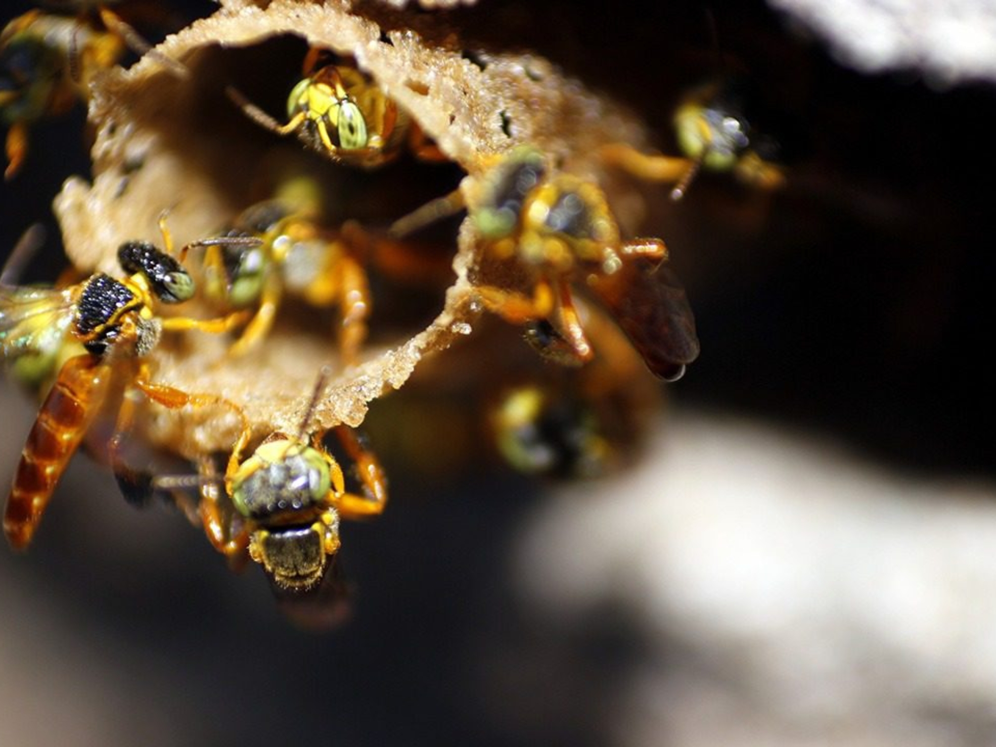 Abelhas nativas são fundamentais para a polinização e para a conservação da biodiversidade, tema que será destaque no evento promovido pela CATI em Campinas.

Crédito; Divulgação - CATI