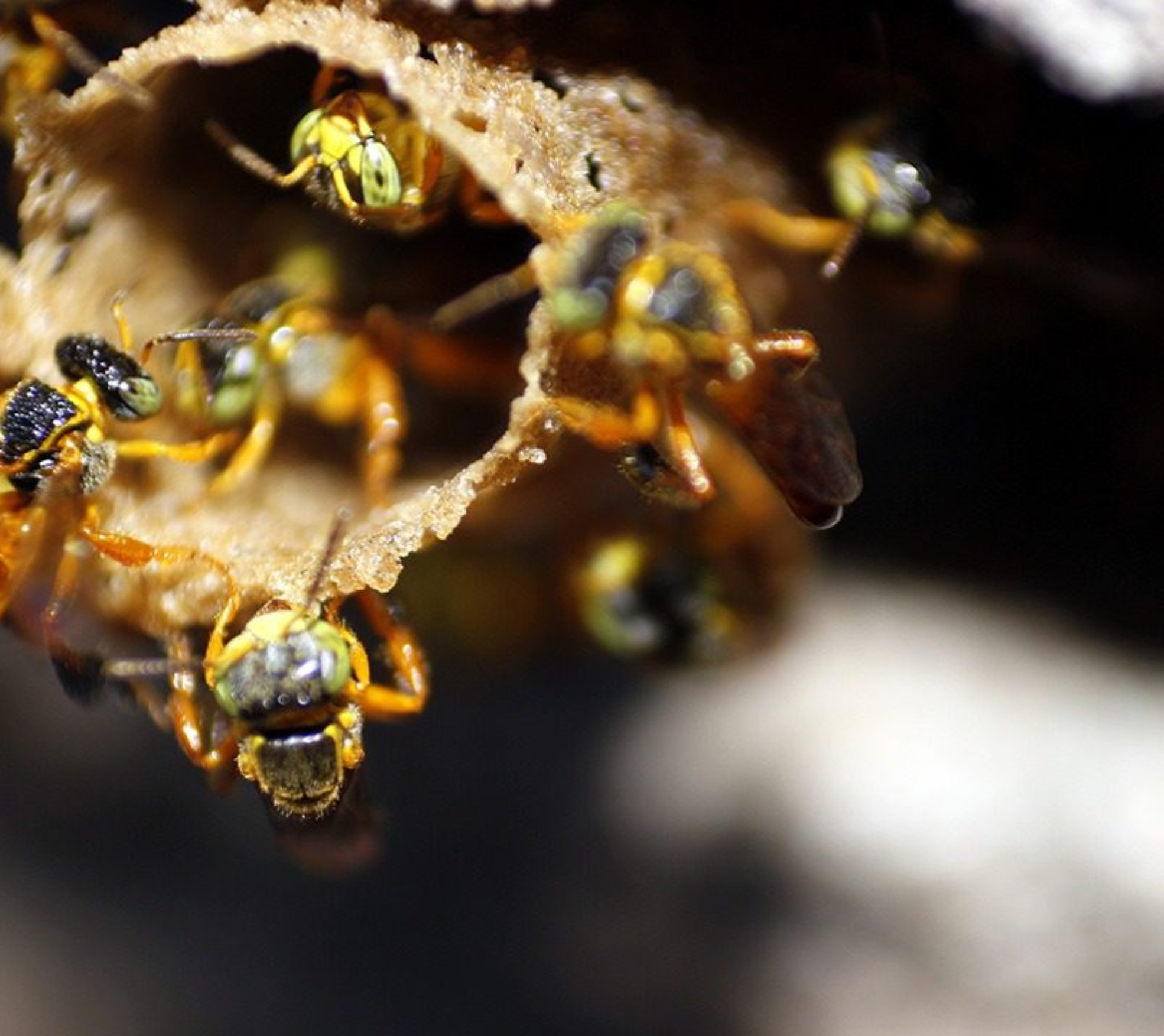 Abelhas nativas são fundamentais para a polinização e para a conservação da biodiversidade, tema que será destaque no evento promovido pela CATI em Campinas.

Crédito; Divulgação - CATI