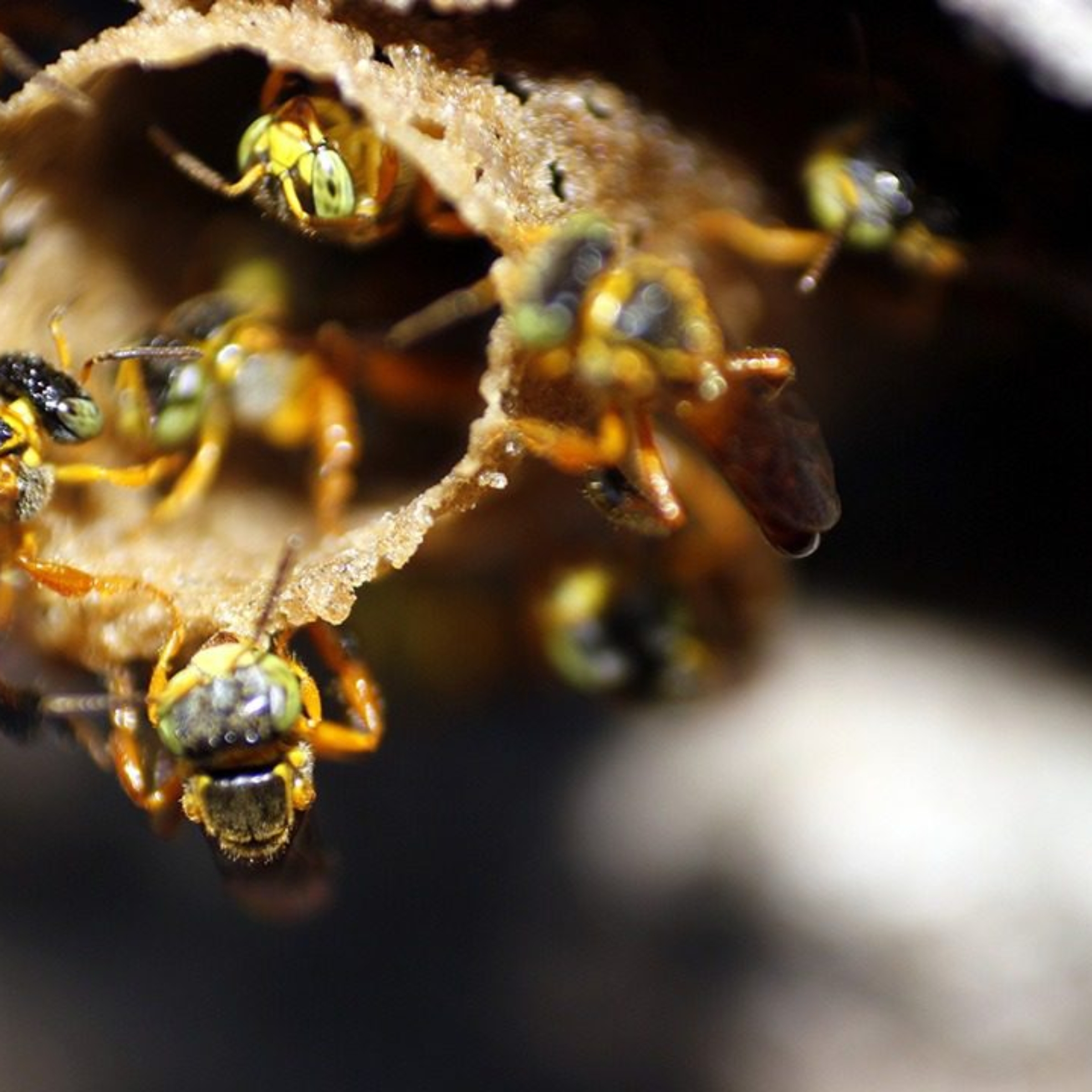 Abelhas nativas são fundamentais para a polinização e para a conservação da biodiversidade, tema que será destaque no evento promovido pela CATI em Campinas.

Crédito; Divulgação - CATI