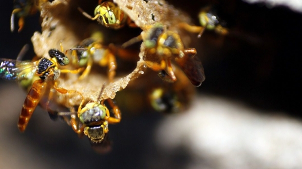 Abelhas nativas são fundamentais para a polinização e para a conservação da biodiversidade, tema que será destaque no evento promovido pela CATI em Campinas.

Crédito; Divulgação - CATI