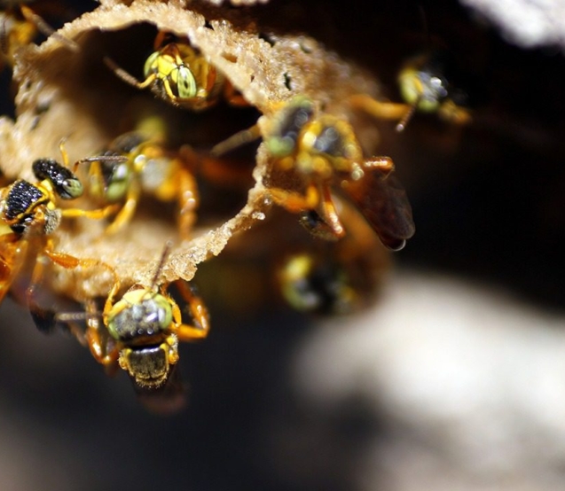 Abelhas nativas são fundamentais para a polinização e para a conservação da biodiversidade, tema que será destaque no evento promovido pela CATI em Campinas.

Crédito; Divulgação - CATI